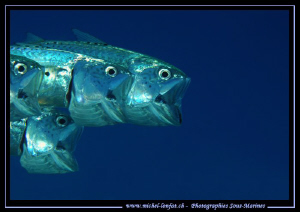 Eating time for these fishes... Que du bonheur... :O)... by Michel Lonfat 